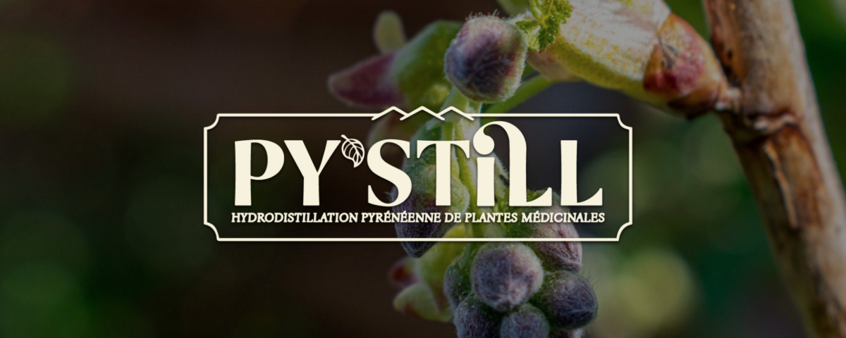 Identité visuelle Py'still