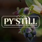 Identité visuelle Py'still