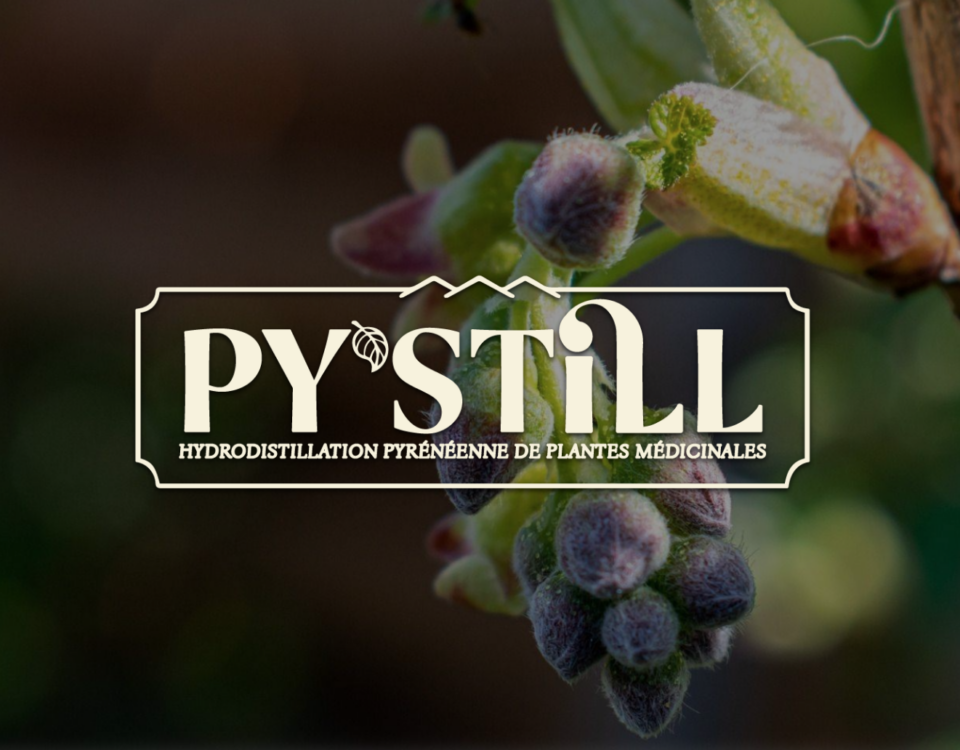 Identité visuelle Py'still